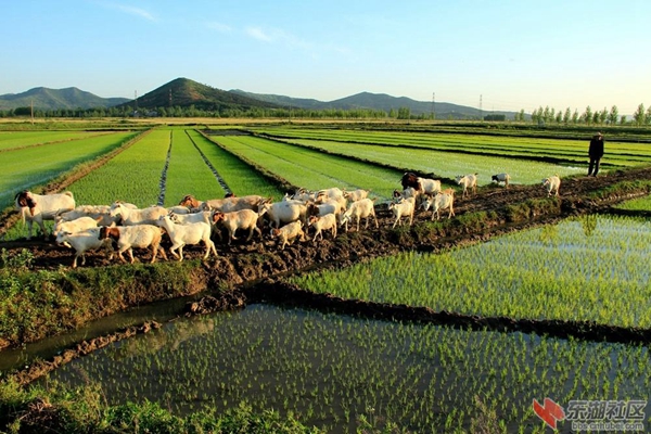 東津鎮(zhèn).jpg